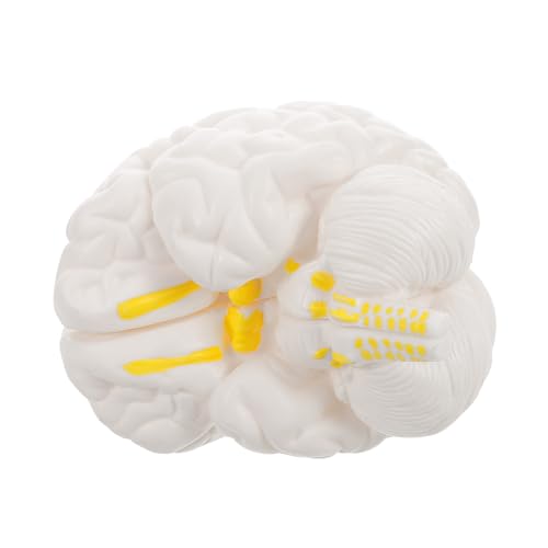 BUGUUYO Hirnanatomie -Lehrmodell Anzeigemodell des menschlichen Gehirns STEM - -Anatomie -Modell Gehirnmodell für den Unterricht Gehirnstütze anatomisches Modell PVC Weiß von BUGUUYO