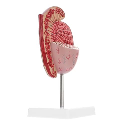 BUGUUYO Hodenmodell schaufensterpuppe menschliche Anatomie menschliches Modell Anatomie modelliert den menschlichen Körper Anatomiemodell des menschlichen Körpers Modell der Organe PVC von BUGUUYO