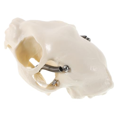 BUGUUYO Katzenschädel Skelett Modell Anatomisches Katzenkopf Modell für Unterricht Halloween Dekoration und Sammlungen Tragbar Präzise Nachbildung aus Langlebigen Materialien von BUGUUYO