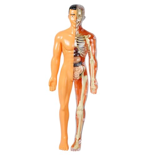 BUGUUYO Menschliches Organmodell Anatomie-puzzle Modell Der Menschlichen Anatomie Modell Des Menschlichen Körpers Für Lernspielzeug Für 5-7 Anatomie Plastik BUGUUYO Menschliches Organmodell Anatomie-puzzle Modell Der Menschlichen Anatomie Modell Des Menschlichen Körpers Für Lernspielzeug Für 5-7 Anatomie Plastik von BUGUUYO