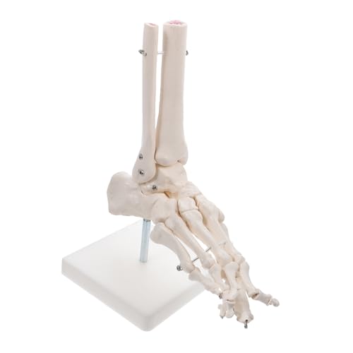BUGUUYO PVC Fußgelenkmodell Menschliches Skelett Modell Lebensgroß Anatomisches Fuß und Sprunggelenksmodell Ohne Bänder Für Schule Praxis Lehre BUGUUYO PVC Fußgelenkmodell Menschliches Skelett Modell Lebensgroß Anatomisches Fuß und Sprunggelenksmodell Ohne Bänder Für Schule Praxis Lehre von BUGUUYO