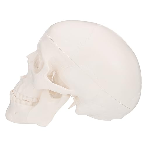 BUGUUYO Skulptur Schädel Modell Für Desktop 1pc Mini Schädel Und Lehr Funktionen BUGUUYO Skulptur Schädel Modell Für Desktop 1pc Mini Schädel Und Lehr Funktionen von BUGUUYO