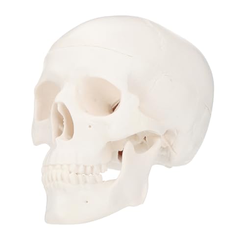 BUGUUYO Schädel Modell aus Kunststoff Abnehmbar Anatomisches Kopf Skelett Detailgetreu für Medizinische Ausbildung Zeichnung und Dekoration Umweltfreundlich und Geruchlos für Studenten und BUGUUYO Schädel Modell aus Kunststoff Abnehmbar Anatomisches Kopf Skelett Detailgetreu für Medizinische Ausbildung Zeichnung und Dekoration Umweltfreundlich und Geruchlos für Studenten und von BUGUUYO