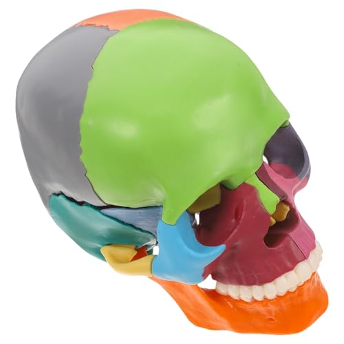 BUGUUYO Anatomie- Und Lernwerkzeuge Hochbeständiges Schädelmodell Für Die Ausbildung BUGUUYO Anatomie- Und Lernwerkzeuge Hochbeständiges Schädelmodell Für Die Ausbildung von BUGUUYO