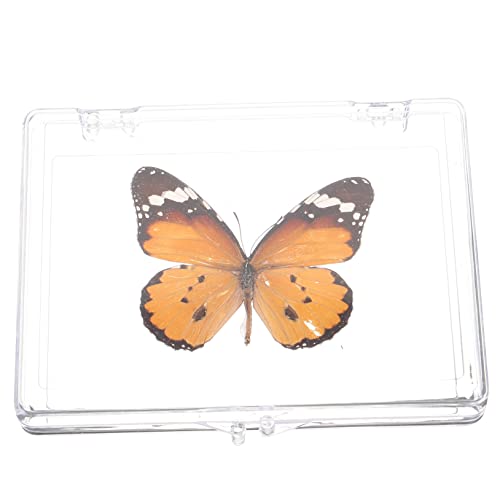 BUGUUYO Schmetterlings-exemplar Exemplar-ausstellungsbox Klarer Präsentationsständer Klassenzimmer Schmetterlings-souvenir Probe Musterdekor Puzzle Plastik Kunstwerk Kind von BUGUUYO