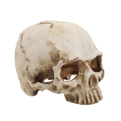 BUGUUYO Menschlicher Schädel Aus Kunstharz Realistisches Schädelmodell Für Halloween-partys Schulprojekte Oder Die Heimsammlung BUGUUYO Menschlicher Schädel Aus Kunstharz Realistisches Schädelmodell Für Halloween-partys Schulprojekte Oder Die Heimsammlung von BUGUUYO