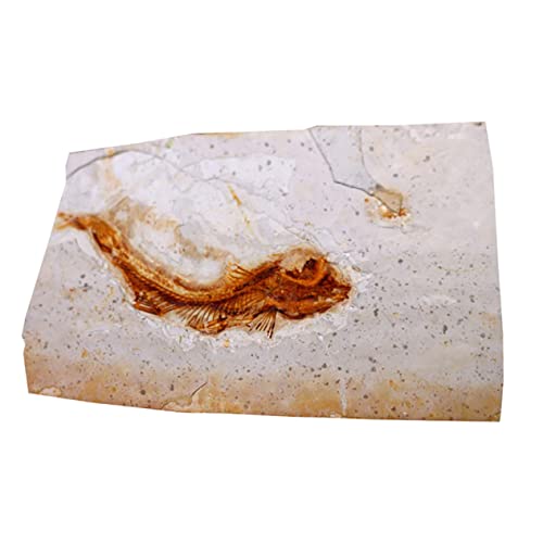 BUGUUYO Versteinertes Fischfossil aus Hochwertigem Resin Paläontologisches Lehrmittel und Dekoratives Exemplar Pädagogisches Sammlerstück für Wissenschaftsunterricht von BUGUUYO