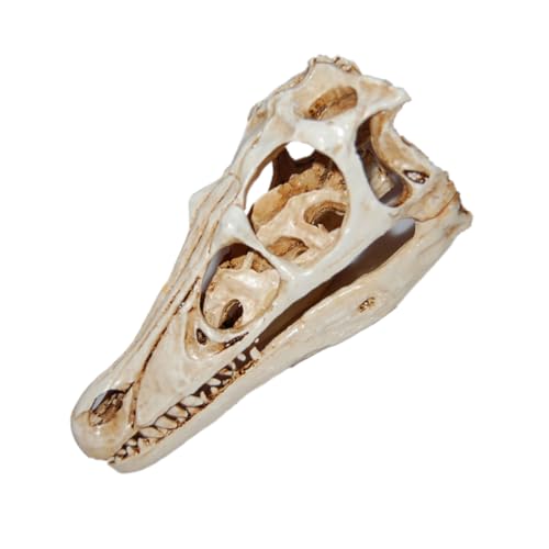 Dinosaurier-Schädel-Modell Schädelmodell aus Harz Skelettkopfmodell Schädelexemplar Tierschädelmodell Exemplar eines Dinosaurierschädels Dinosaurierschädel zum Sammeln Weiß BUGUUYO Dinosaurier-Schädel-Modell Schädelmodell aus Harz Skelettkopfmodell Schädelexemplar Tierschädelmodell Exemplar eines Dinosaurierschädels Dinosaurierschädel zum Sammeln Weiß BUGUUYO von BUGUUYO
