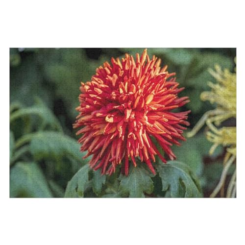 Red Chrysanthemum, Sunlight，für Familie Freunde Dekorativ，1000 StüCk，，Lernspielzeug FüR Kinder 38x26Papier von BYErz
