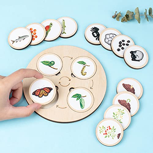 Lebenszyklus Brett aus Holz, Life Cycle Board Montessori Holzspielzeug ab 1 jahr Lernen Tiere Schmetterling Hahn Frosch Schildkröte Spielzeug Kleinkind Puzzle Lernspielzeug für Kinder,20cmx30cmx4cm Lebenszyklus Brett aus Holz, Life Cycle Board Montessori Holzspielzeug ab 1 jahr Lernen Tiere Schmetterling Hahn Frosch Schildkröte Spielzeug Kleinkind Puzzle Lernspielzeug für Kinder,20cmx30cmx4cm von BYNYXI