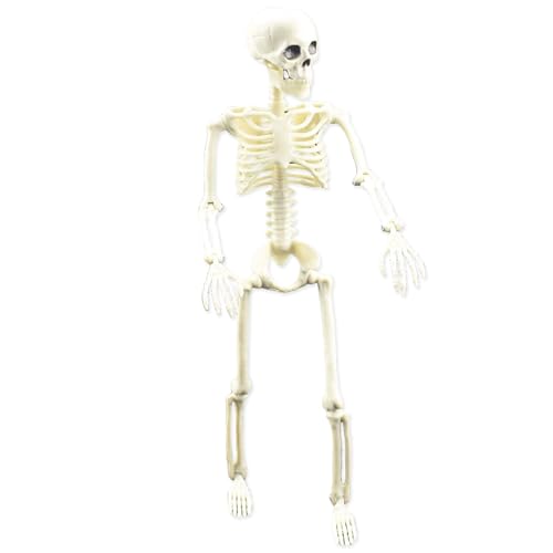 Bajbumgn Bewegliches Skelett | Indoor bewegliches Skelett Ganzkörper mit beweglichem Gelenk | Figur für Halloween Requisiten Gruselige Party Deko Bajbumgn Bewegliches Skelett | Indoor bewegliches Skelett Ganzkörper mit beweglichem Gelenk | Figur für Halloween Requisiten Gruselige Party Deko von Bajbumgn