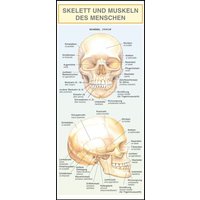 Leporello: Skelett und Muskeln des Menschen -  Alle Begriffe im Überblick von Bange, C