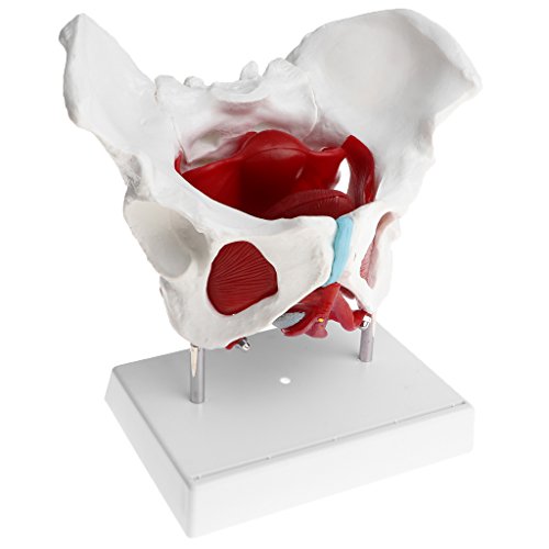 Baoblaze 1: 1 Lebensgroßes Weibliches Becken mit Steißbein, Kreuzbein, Pubis und abnehmbar Organe Beckenboden Muskulatur Anatomische Modell Laborbedarf Baoblaze 1: 1 Lebensgroßes Weibliches Becken mit Steißbein, Kreuzbein, Pubis und abnehmbar Organe Beckenboden Muskulatur Anatomische Modell Laborbedarf von Baoblaze