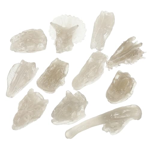 Beaupretty 1 Satz Dinosaurier Knochen Modelle Leuchtende Dinosaurier Schädel für Kreative Dekoration Perfektes Intelligenz und Natürlichen Tierverständnis von Beaupretty