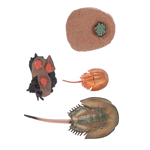 Beaupretty Horseshoe Crab Evolution Modell Kinder Lernspielzeug Kunststoff Handwerk Wissenschaftliches Tiermodell für Kreatives Spielen Geeignet für Jungen und Mädchen von Beaupretty
