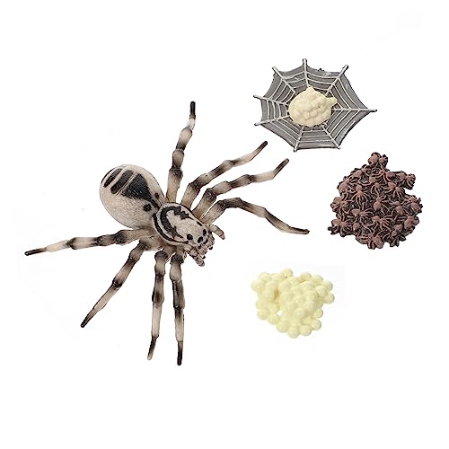 Beaupretty 1 Satz Realistisches Tarantula Lebenszyklus Modell für Bildung und Dekoration Langlebig aus Kunststoff für Fotografie und Frühe Lernspiele von Beaupretty