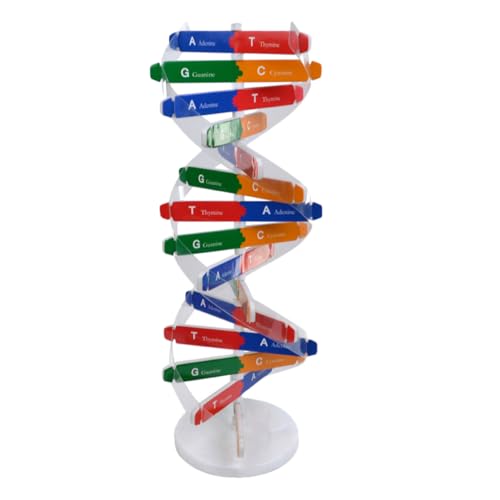 Beaupretty 1Satz DNA Modellbausatz für Selbstmontage Doppel Helix Struktur Wissenschaftliches für Schule Zuhause Fördert Konzentration Kreativität Lehrmittel für Experimente von Beaupretty