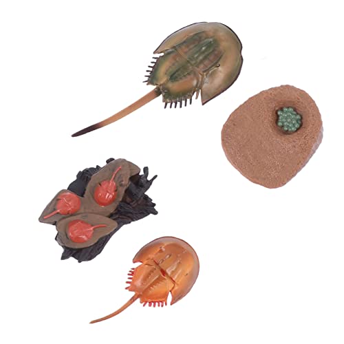 Beaupretty 1Satz Hufeisenkrabben Wachstumsmodell Kreatives Tier Lernspielzeug für Realistisches Tiermodell Fantasie und Interaktion von Eltern und Kindern von Beaupretty