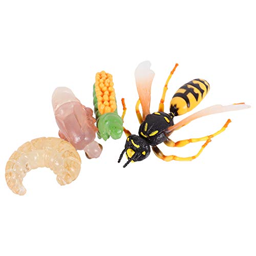 Beaupretty 1Satz Wespen Lebenszyklus Figuren Realistisches Insektenwachstumsmodell für Kognitives Vorstellungskraft und Lernen von Beaupretty