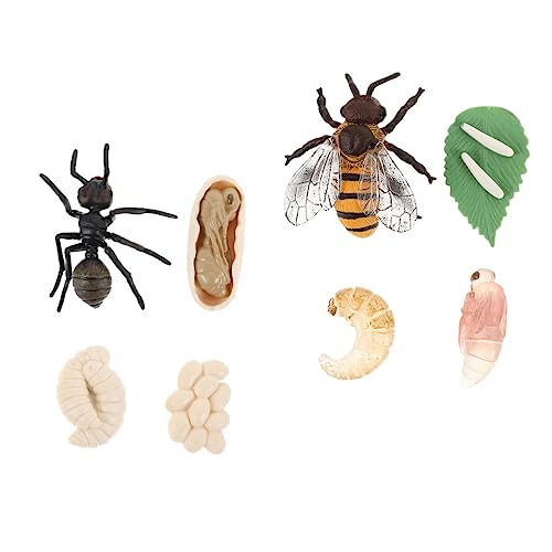 Beaupretty 2 Sätze Plastik Lernspielzeug Bienen und Ameisen Wachstumszyklus Modell Langlebig Geruchsfrei Realistische Tierlebenszyklus Figuren für Biologische Bildung Leicht zu Reinigen und von Beaupretty