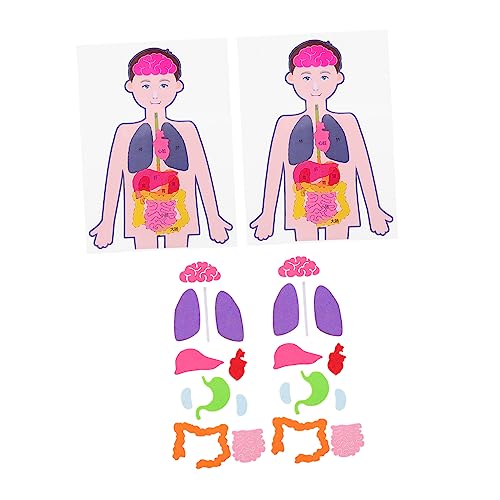 Beaupretty 2 Sätze Teiliges Kreatives Lernspielzeug mit Menschlichem Organmodell DIY Bastelset für Geeignet für Kognitive Entwicklung und Anatomische Bildung von Beaupretty