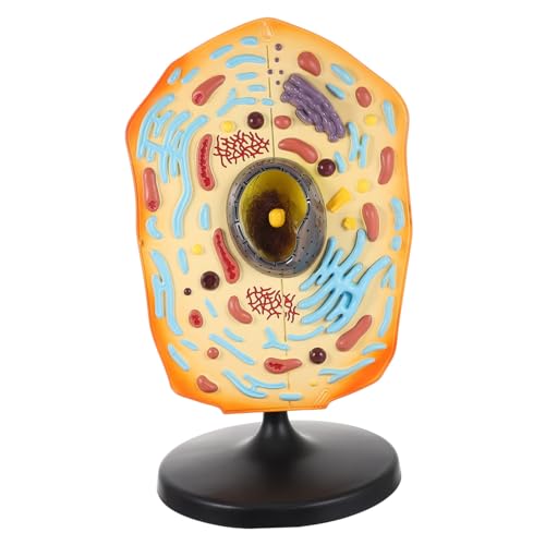 Beaupretty Anatomisches Tierzellen Lehrmodell für Biologieunterricht Mittelstufe Realistische Zellstruktur Praktisches Schul und Labor Display Einfach zu Bedienen und Detailgetreu Beaupretty Anatomisches Tierzellen Lehrmodell für Biologieunterricht Mittelstufe Realistische Zellstruktur Praktisches Schul und Labor Display Einfach zu Bedienen und Detailgetreu von Beaupretty