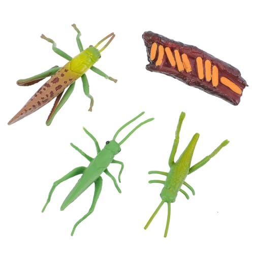 Beaupretty Cricket Wachstumszyklus Modelle Realistische Insekten Figuren für Lernspielzeug Kreatives Desktop Dekor Fördert Vorstellungskraft und Aufmerksamkeit Detailreiche Sammlerobjekte Beaupretty Cricket Wachstumszyklus Modelle Realistische Insekten Figuren für Lernspielzeug Kreatives Desktop Dekor Fördert Vorstellungskraft und Aufmerksamkeit Detailreiche Sammlerobjekte von Beaupretty