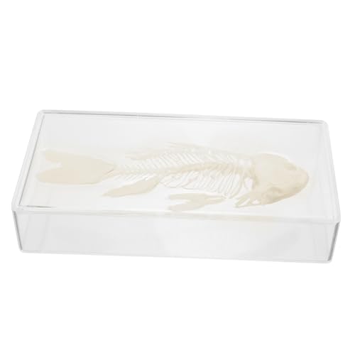 Beaupretty Freshwater Fish Skeleton Modell Plastisch Biologisches Lehrpräparat Robustes Kunststoffmaterial Detailgetreue Ausstellung Pädagogisches Wissenschaftsmodell für und Unterricht Beaupretty Freshwater Fish Skeleton Modell Plastisch Biologisches Lehrpräparat Robustes Kunststoffmaterial Detailgetreue Ausstellung Pädagogisches Wissenschaftsmodell für und Unterricht von Beaupretty
