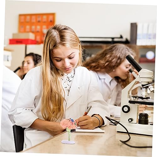 Beaupretty Gehirnmodell Modell Menschliches Gehirn Lebensgroß Pädagogisch für Ärzte Schüler Lehrzwecke Demonstration Lehrmittel Beaupretty Gehirnmodell Modell Menschliches Gehirn Lebensgroß Pädagogisch für Ärzte Schüler Lehrzwecke Demonstration Lehrmittel von Beaupretty