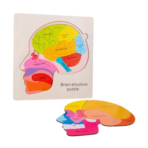 Beaupretty Holz Gehirnpuzzle für Mehrschichtiges Lernspielzeug zur Gehirnstruktur Erkennung Montessori Holzspielzeug für Frühkindliche Bildung Fördert Form und Farberkennung von Beaupretty