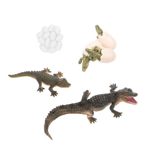 Beaupretty Lebenszyklus Krokodil Modell Teiliges Realistische Tierfiguren Pädagogisches Lernspielzeug Kreativität Garten Dekoration Terrarium Ornament von Beaupretty