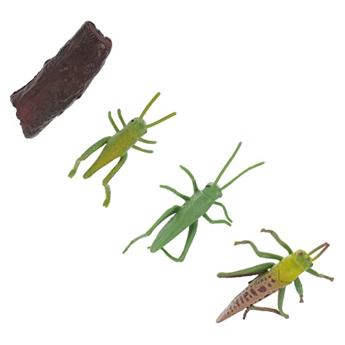 Beaupretty Lebenszyklus Modell Wachstum Display Figur Pädagogisches für Kinderzimmer Dekoration Hochwertiges und Langlebiges Lernspielzeug Varianten von Beaupretty