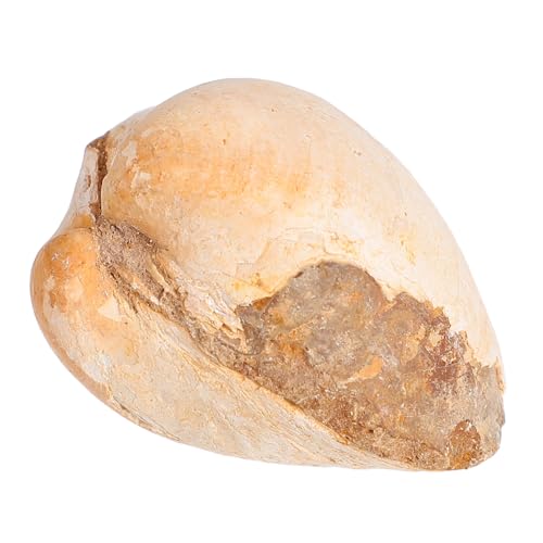 Beaupretty Palaeo Meerestier Versteinerte Clam Schale Edukatives Lehrmaterial Naturwissenschaft Deko Sammlerstück für Wissenschaftsunterricht Beaupretty Palaeo Meerestier Versteinerte Clam Schale Edukatives Lehrmaterial Naturwissenschaft Deko Sammlerstück für Wissenschaftsunterricht von Beaupretty