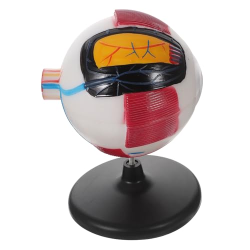 Beaupretty Plastisches Vergrößertes Augenmodell mit Abnehmbarem Augapfel für Schüler Lernmodell Menschliche Augenanatomie Anschauliche Unterrichtshilfe Biologieunterricht Beaupretty Plastisches Vergrößertes Augenmodell mit Abnehmbarem Augapfel für Schüler Lernmodell Menschliche Augenanatomie Anschauliche Unterrichtshilfe Biologieunterricht von Beaupretty