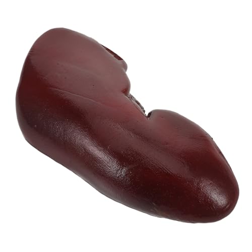 Beaupretty Realistisches Falsches Nierenspielzeug Halloween Deko und Cosplay Requisit Langlebig und Detailgetreu für Gruselige Partystreiche und Zombie-themenveranstaltungen Beaupretty Realistisches Falsches Nierenspielzeug Halloween Deko und Cosplay Requisit Langlebig und Detailgetreu für Gruselige Partystreiche und Zombie-themenveranstaltungen von Beaupretty