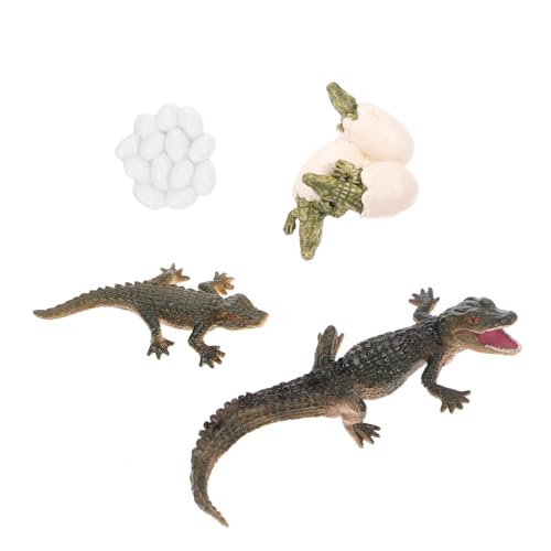 Beaupretty Realistisches Krokodil Lebenszyklus Modell Pädagogisches Tier Wachstumszyklus Figur für Frühe Bildung und Biologie Lernen von Beaupretty