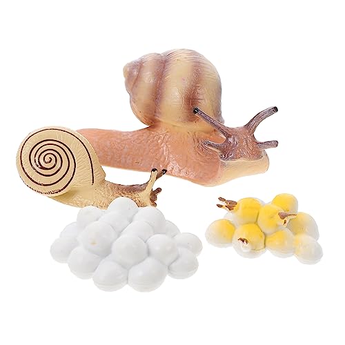 Beaupretty Realistisches Schnecken Wachstumszyklus Modell aus Kunststoff Pädagogisches Lernspielzeug für Naturgetreue Tierwachstumsanzeige Anschauliches Kognitionsspiel für Jungen und von Beaupretty