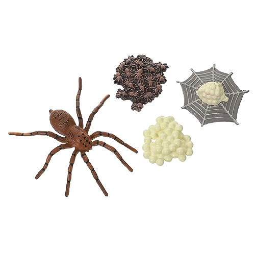Beaupretty Spinnen Lebenszyklus Modell Lehrspielzeug für Naturwissenschaften Realistische Tierfiguren für Vorschule und Spiel Fördert Kreativität und für Rollenspiele und Präsentationen Beaupretty Spinnen Lebenszyklus Modell Lehrspielzeug für Naturwissenschaften Realistische Tierfiguren für Vorschule und Spiel Fördert Kreativität und für Rollenspiele und Präsentationen von Beaupretty