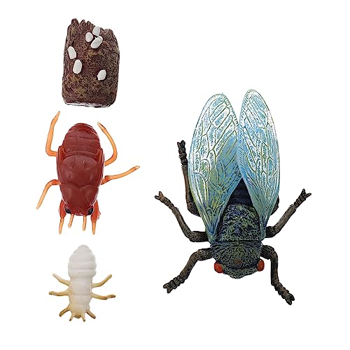 Beaupretty Teiliges Realistische Zikaden Wachstumszyklus Modelle aus Kunststoff Pädagogisches Kinderspielzeug zur Naturerfahrung und Wissensvermittlung Detailgetreue Simulation des von Beaupretty