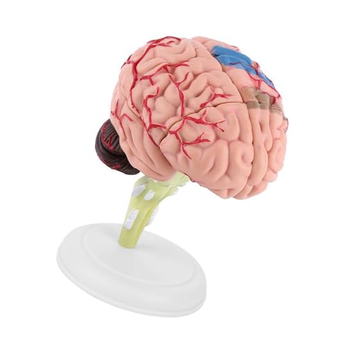Bediffer Zerlegtes Menschliches Gehirn Modell Werkzeug Spielzeug Buntes Material Schwarze Basis 1 Stück Anatomisches Gehirn Modell Pädagogisches Lernen Neuro Wissenschaft Spielzeug von Bediffer