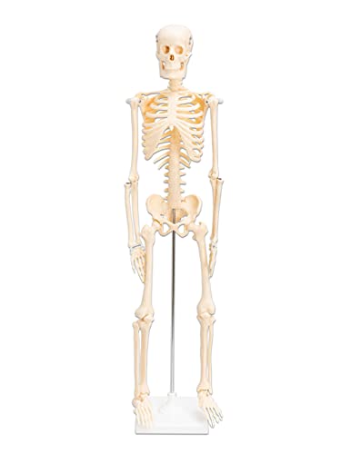 Betzold - Anatomie Skelett 80 cm, menschliches Modell - Anatomiemodell Biologie von Betzold