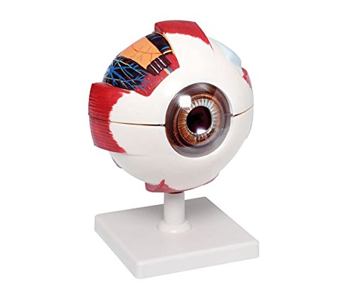 Betzold 86192 Giant Eye Model Stand montiert, 16 x 21 cm Betzold 86192 Giant Eye Model Stand montiert, 16 x 21 cm von Betzold
