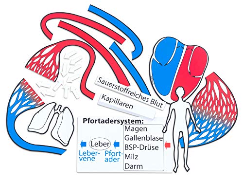 Betzold - Blutkreislauf, magnetisches Tafelmaterial - Biologie Lehrmittel von Betzold