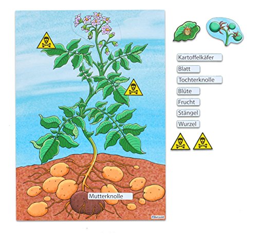 Betzold - Die Kartoffelpflanze - Magnetisches Tafelbild Grundlagen Unterricht von Betzold