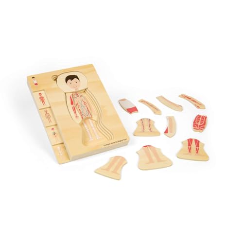 Bigjigs Toys Männliche Anatomie-Puzzle, 26-teiliges Puzzle-Set für den menschlichen Körper, Holz-Puzzle, Wissenschaftsspielzeug für Kinder, pädagogische Puzzles, Vorschulressourcen, ab 3 Jahren Bigjigs Toys Männliche Anatomie-Puzzle, 26-teiliges Puzzle-Set für den menschlichen Körper, Holz-Puzzle, Wissenschaftsspielzeug für Kinder, pädagogische Puzzles, Vorschulressourcen, ab 3 Jahren von Bigjigs Toys