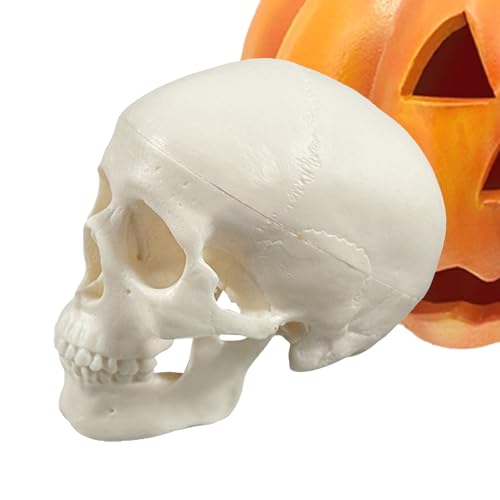 Biniveil Schädelmodell,Mini-Skelettkopf | Realistisches Für Anatomieunterricht Lehrmittel Klassenzimmer Halloween Deko Biniveil Schädelmodell,Mini-Skelettkopf | Realistisches Für Anatomieunterricht Lehrmittel Klassenzimmer Halloween Deko von Biniveil