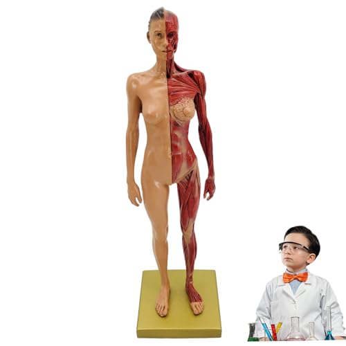 Blablablalu Muskelanatomie-Modell künstliches realistisches Harz menschlich von Blablablalu