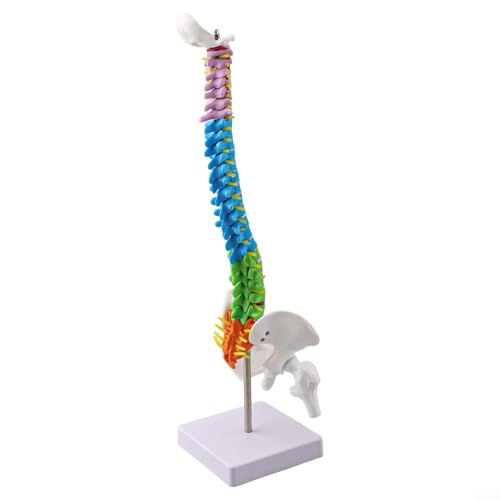 Realistisches menschliches Wirbelsäulenmodell, 45 cm, mit Ständer für wissenschaftliche Forschung und Training, inklusive detaillierter Wirbel- und Bandscheibenanatomie für Klassenzimmer (45 cm) von BlissfulAbode