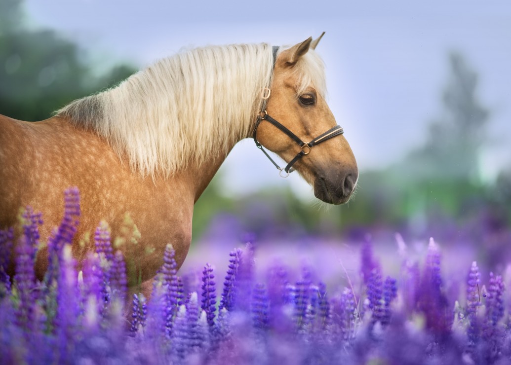 Bluebird Puzzle Cheval dans un Champ de Lupin 300 Teile Puzzle Bluebird-Puzzle-F-90281 Bluebird Puzzle Cheval dans un Champ de Lupin 300 Teile Puzzle Bluebird-Puzzle-F-90281 von Bluebird Puzzle
