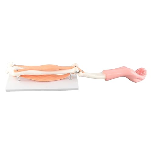 Arm Moving Model Anatomical Elbow Joint Motion Teaching Accessory, Made of Glass Fiber Reinforced Plastics Resin, Polymer Rubber, Demonstrates Joint Activities, Suitable for von Bognajin